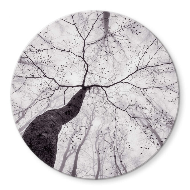 Glasbild Pavlasek - Ein Blick in die Baumkronen - Rund