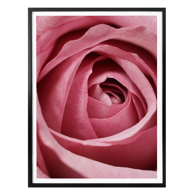 Poster Die rosa Rose