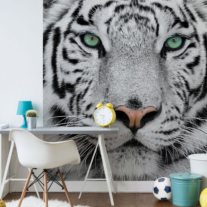Fototapete Gorgeous Sumatran Tiger - 240x260cm - Bild 1