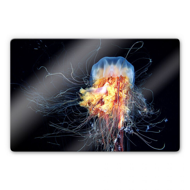 Glasbild Semenov - Amazing Jellyfish