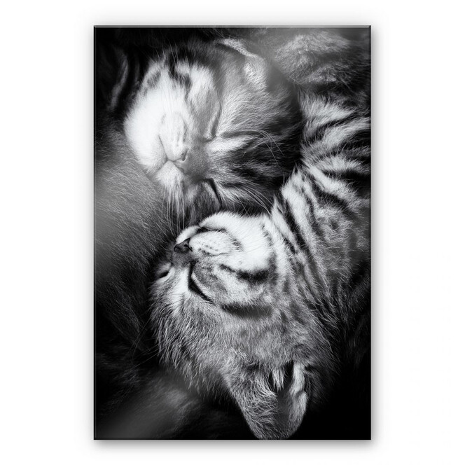 Acrylglasbild Jancova - Sweet Kitten
