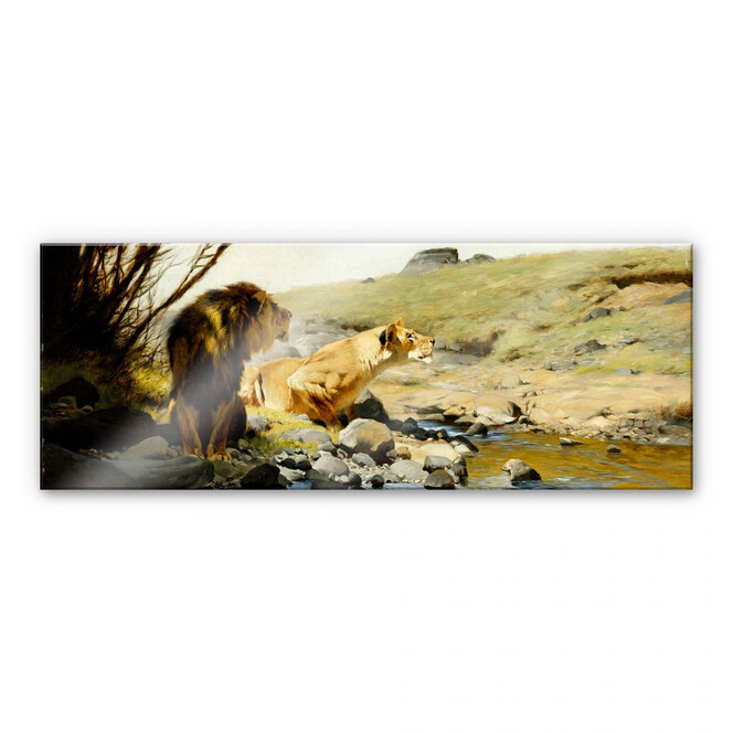 Acrylglasbild Kuhnert - Ein Löwe und eine Löwin an einem Bach