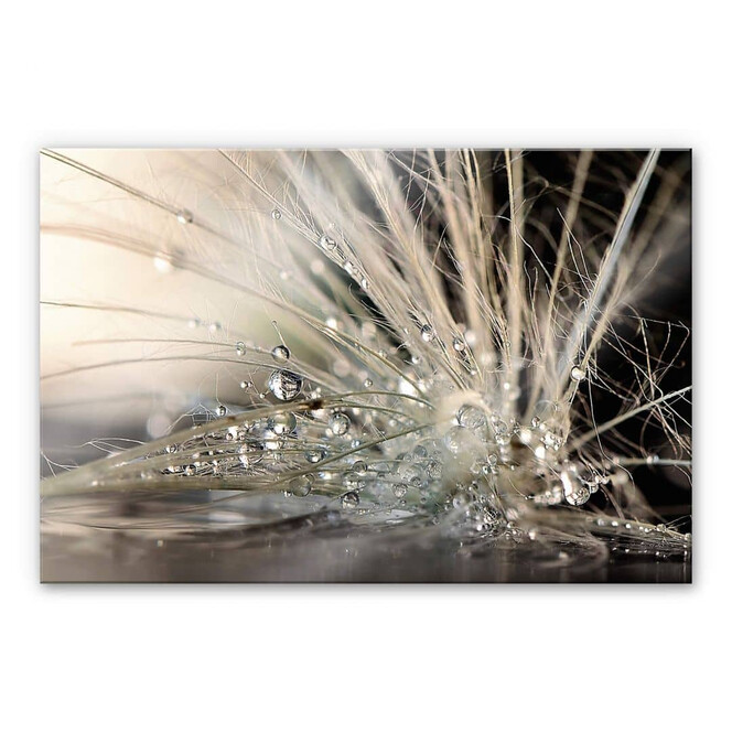 Acrylglasbild Zahirimehr - Story of a Waterdrop - Wassertropfen