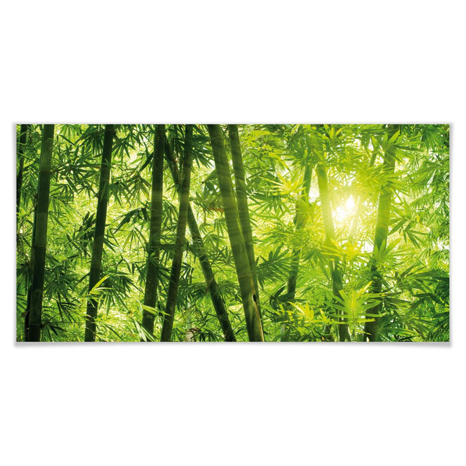 Poster Sonnenschein im Bambuswald - Panorama