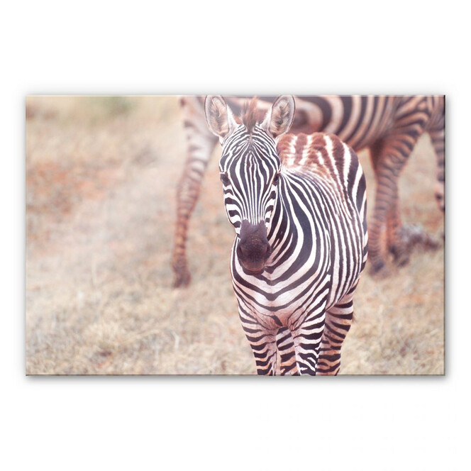 Acrylglasbild Zebra Fohlen