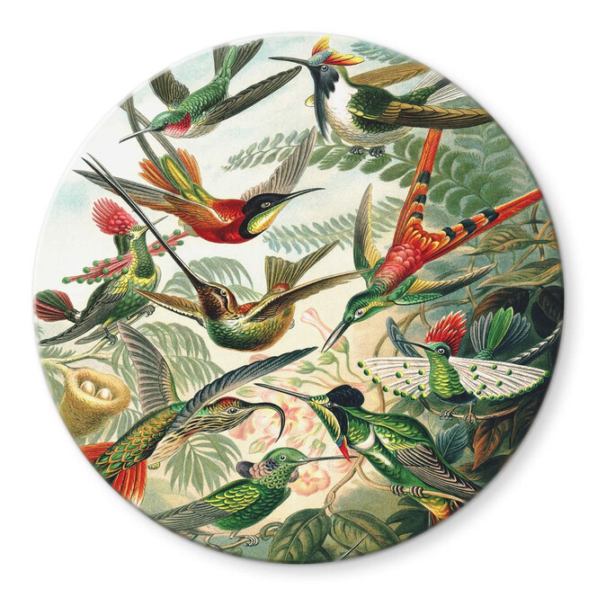 Glasbild Haeckel - Kolibris - Rund