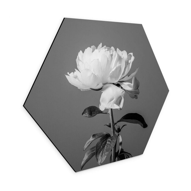 Hexagon - Alu-Dibond 1X Studio - Pfingstrose schwarz-weiss