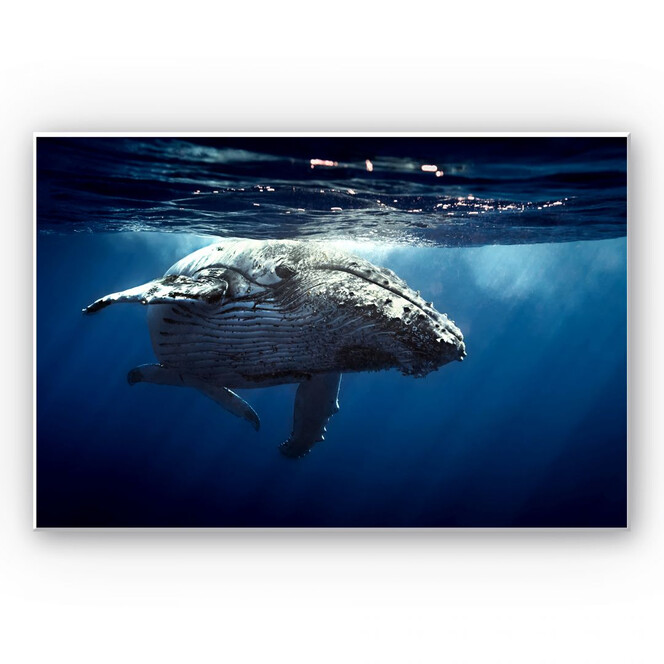 Wandbild Buckelwal auf Tauchgang