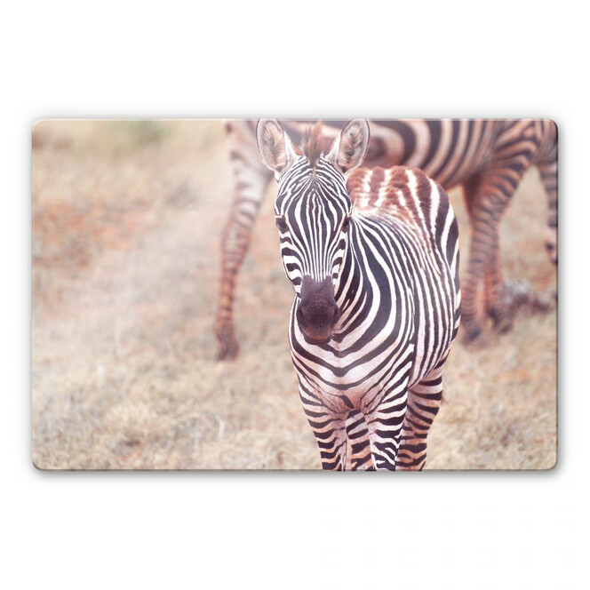 Glasbild Zebra Fohlen
