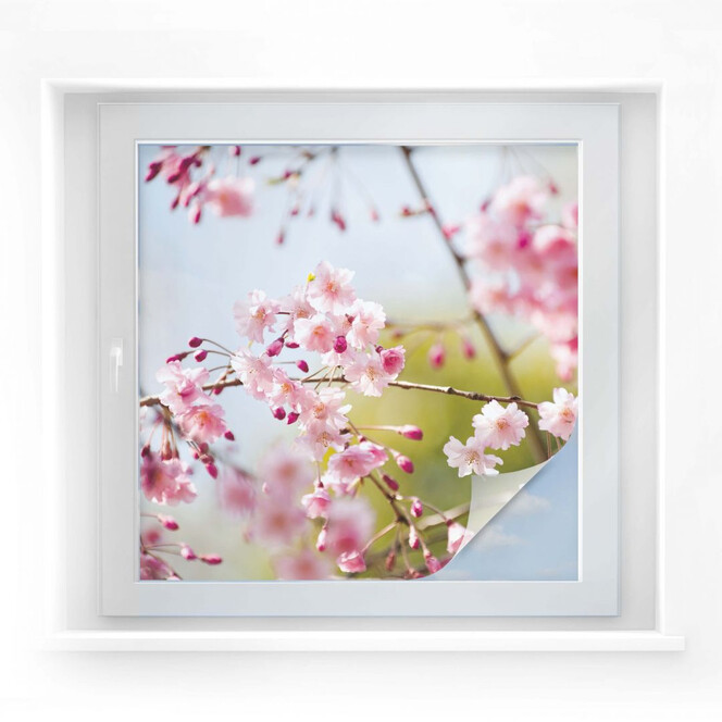 Sichtschutzfolie Cherry Blossoms - quadratisch