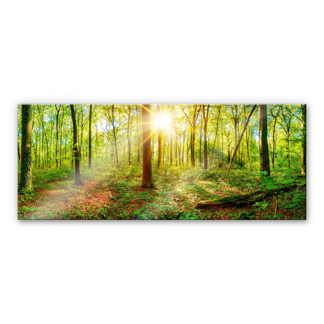 Acrylglasbild - Tief im Wald - Panorama