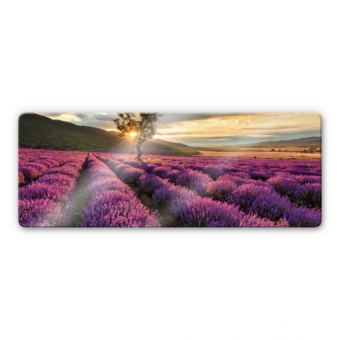 Glasbild Lavendelblüte in der Provence - Panorama 01