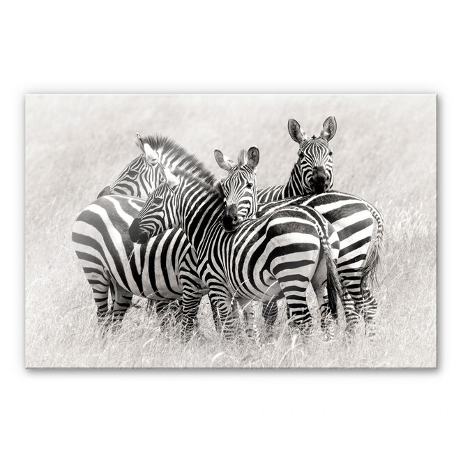 Acrylglasbild Trubitsyn - Zebras in der Savanne