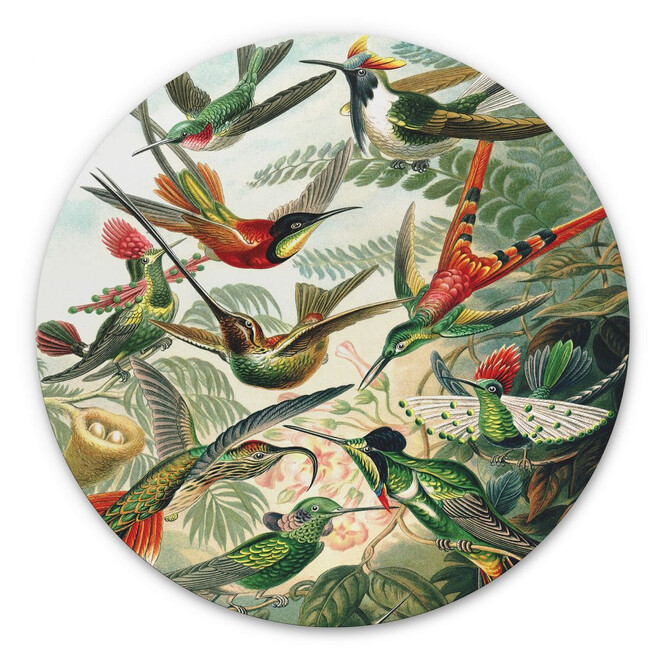 Alu-Dibond Haeckel - Kolibris - Rund