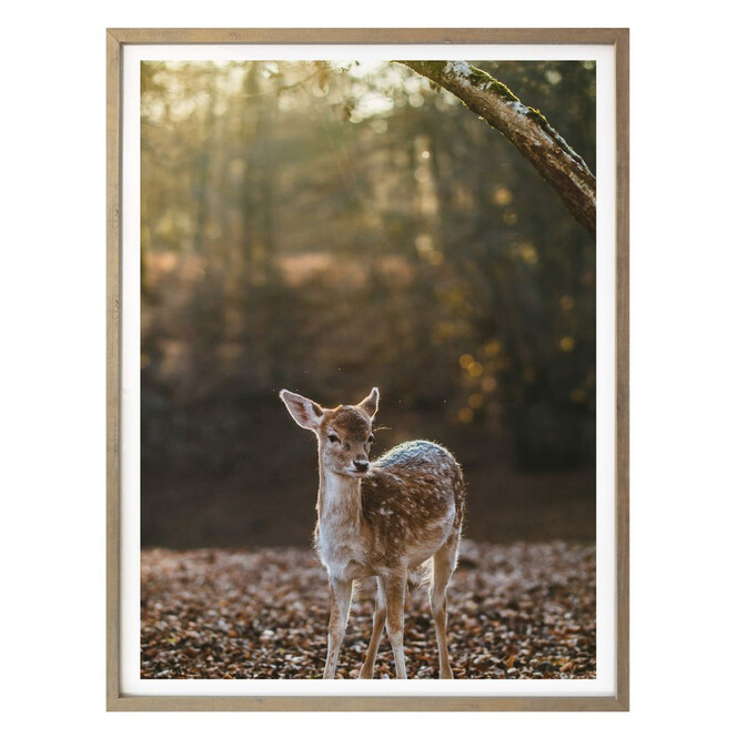 Poster Fawn