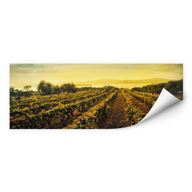 Wallprint Weinreben im Sonnenuntergang - Panorama