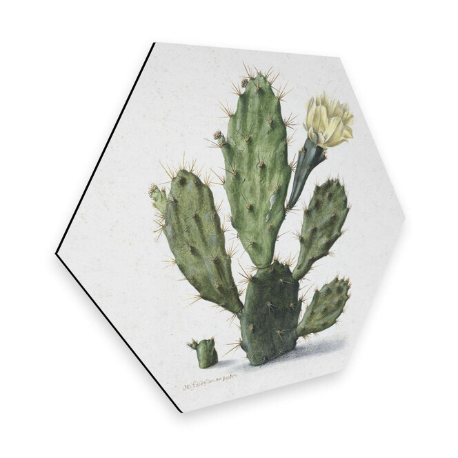 Hexagon - Alu-Dibond Saftleven - Kaktus