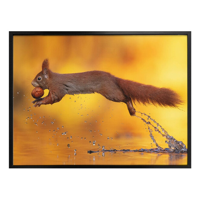 Poster van Duijn - Eichhörnchen im Sprung