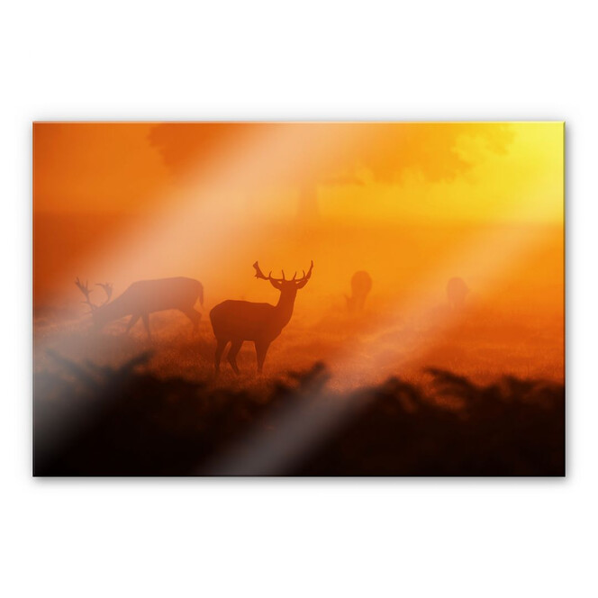 Acrylglasbild Hirsche im Sonnenuntergang