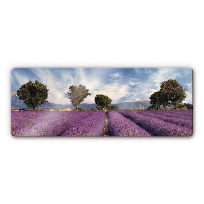 Glasbild Lavendelfeld Panorama