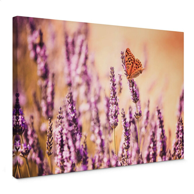 Leinwandbild Colombo - Der Schmetterling im Lavendel