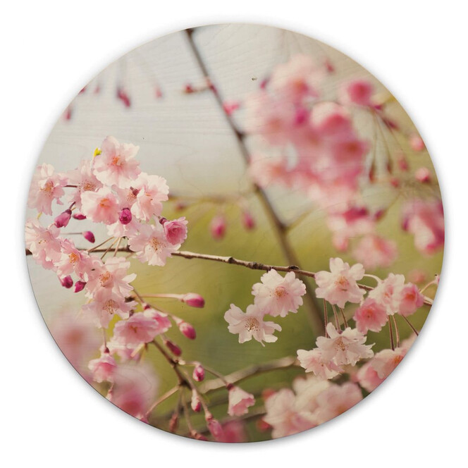 Holzbild Cherry Blossoms - Rund