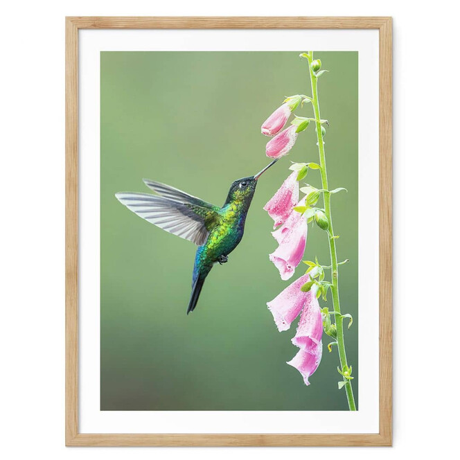 Poster van Duijn - Kolibri im rosa Blütenzauber
