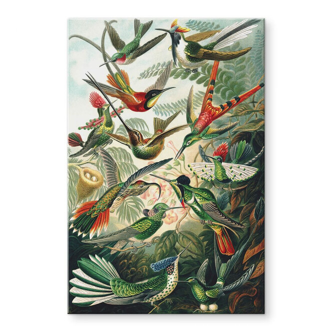Acrylglasbild Haeckel - Kolibris