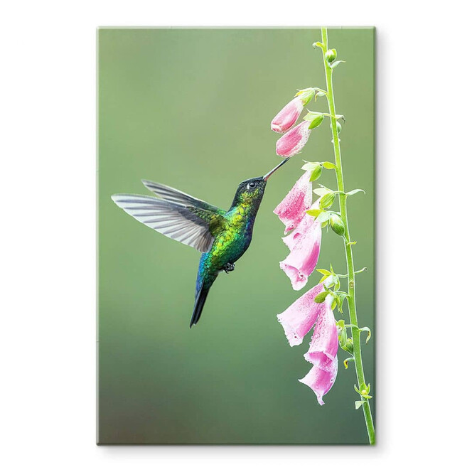 Glasbild van Duijn - Kolibri im rosa Blütenzauber