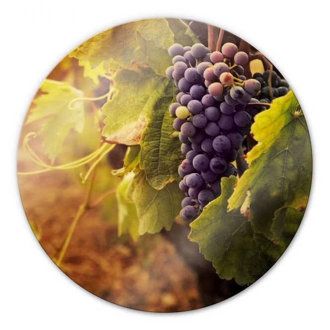 Glasbild Toskanische Weinrebe - rund