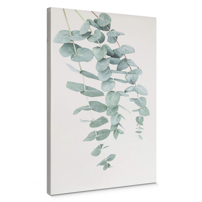 Leinwandbild Sisi & Seb - Eukalyptus: Mehrere Zweige