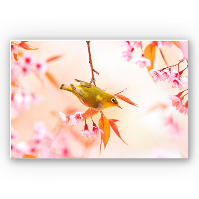Wandbild Vogelgezwitscher in der Kirschblüte
