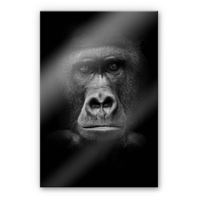 Acrylglasbild Gorilla