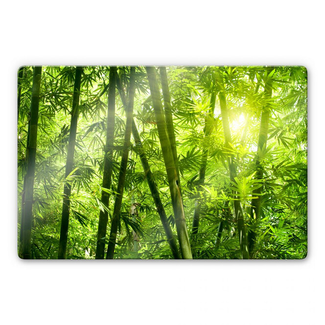 Glasbild Sonnenschein im Bambuswald
