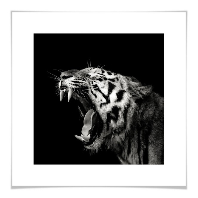Poster Meermann - Der Tiger - quadratisch
