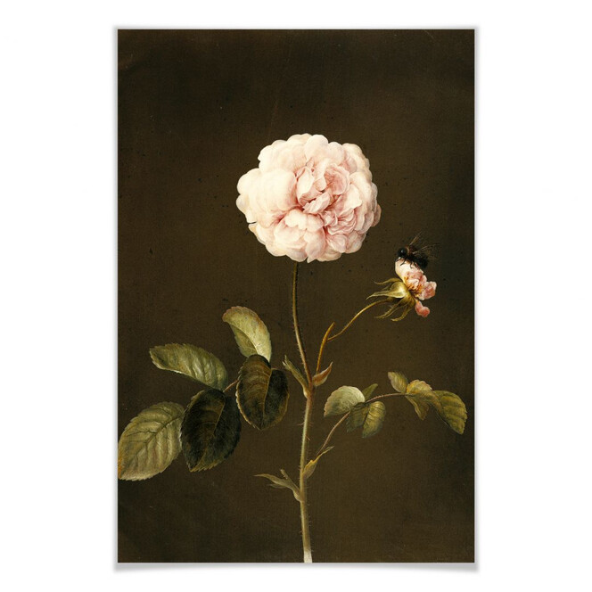 Poster Dietzsch - Essig-Rose mit Hummel