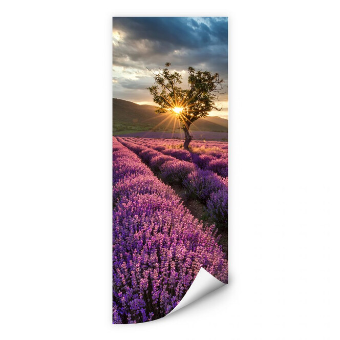 Wallprint Lavendelblüte in der Provence - Panorama 02