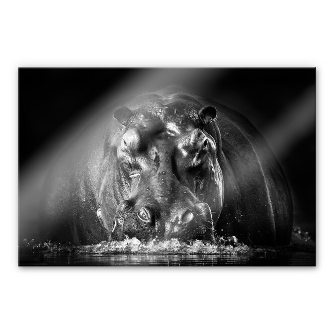 Acrylglasbild Golob - Prustendes Nilpferd