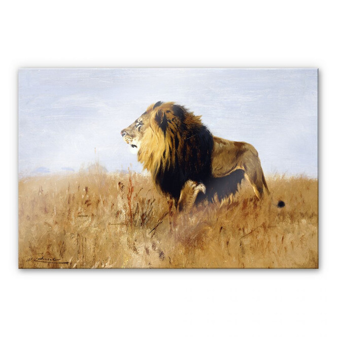 Acrylglasbild Kuhnert - Löwe auf der Suche nach Beute