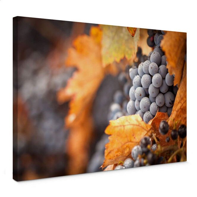 Leinwandbild Wein im Herbst