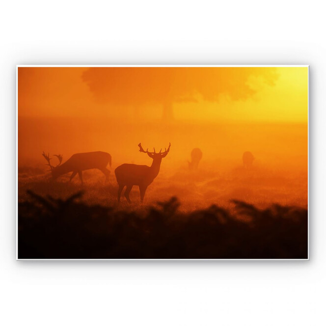 Wandbild Hirsche im Sonnenuntergang