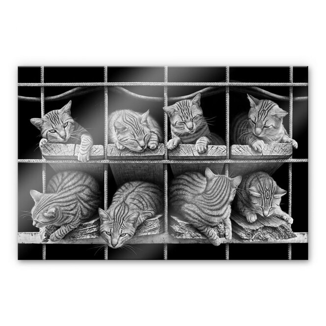 Acrylglasbild Heine - Die Katze