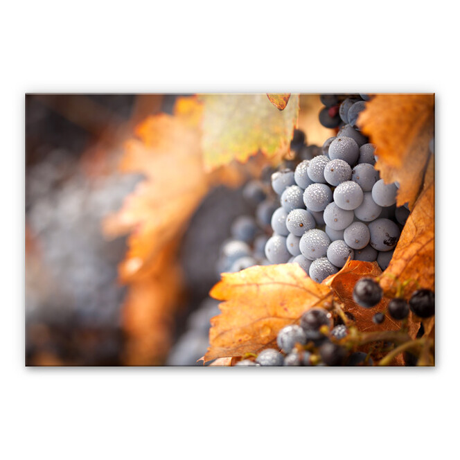 Acrylglasbild Wein im Herbst