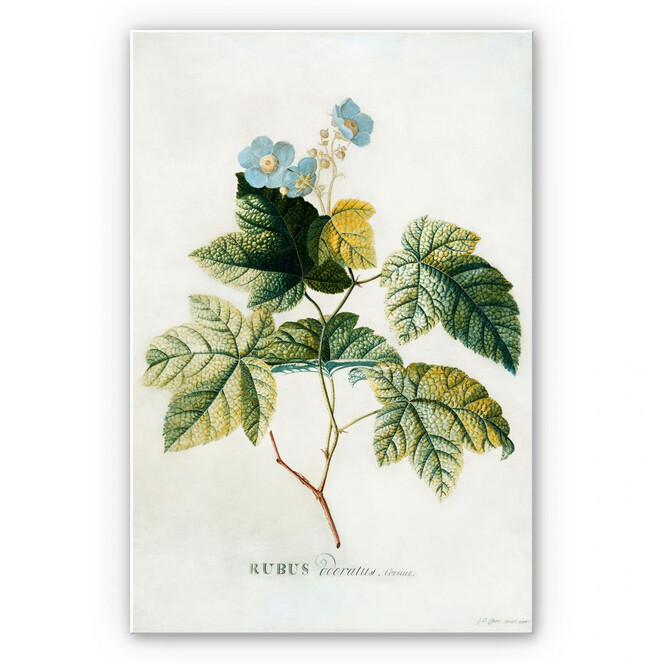 Hartschaumbild Ehret - Rubus