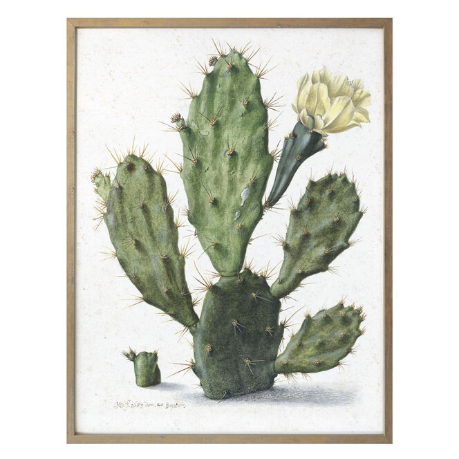Poster Saftleven - Kaktus