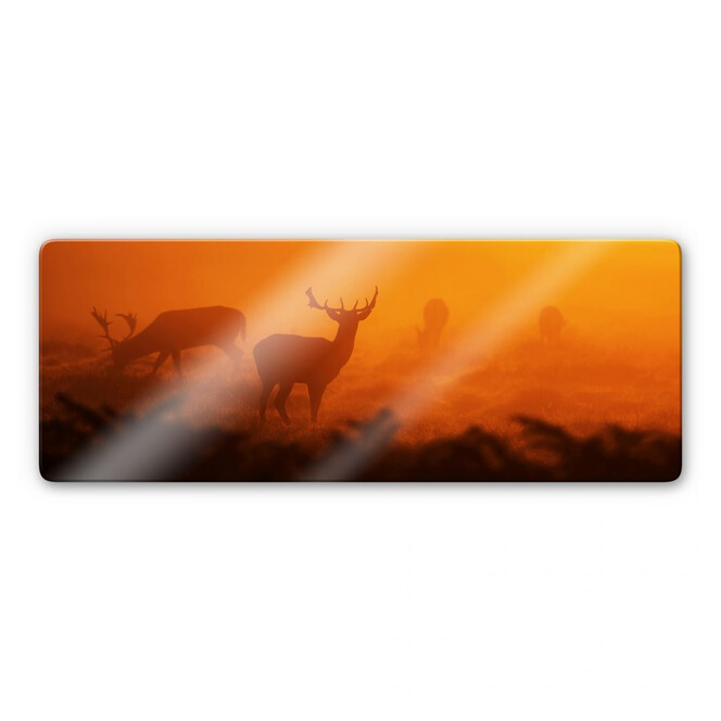 Glasbild Hirsche im Sonnenuntergang - Panorama