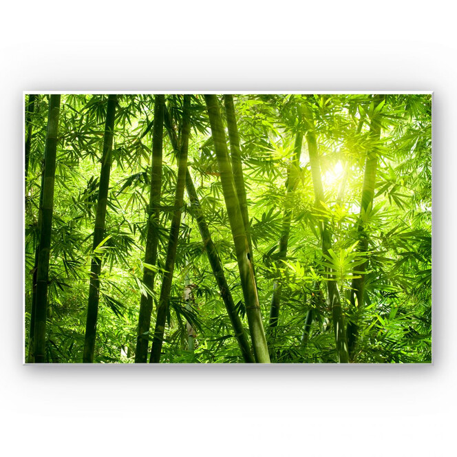 Wandbild Sonnenschein im Bambuswald