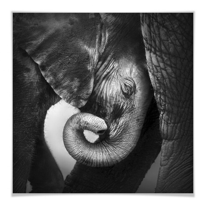 Poster Das Elefantenbaby