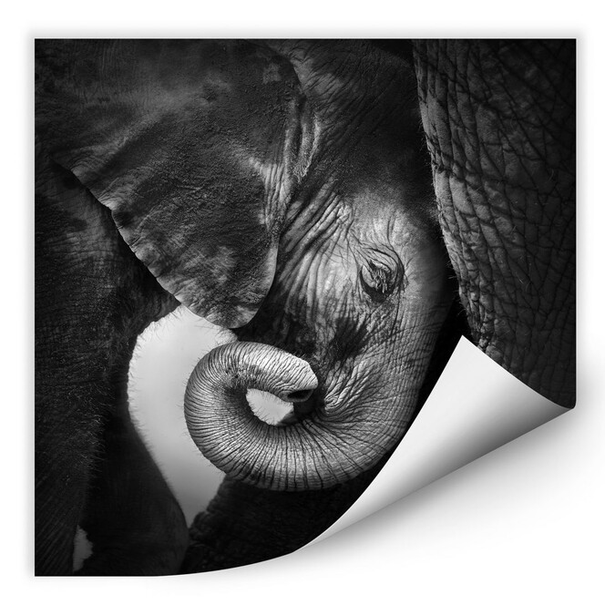 Wallprint Das Elefantenbaby