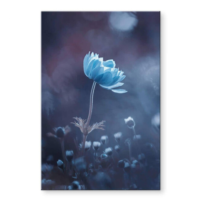 Acrylglasbild Bravin - Die blaue Blume
